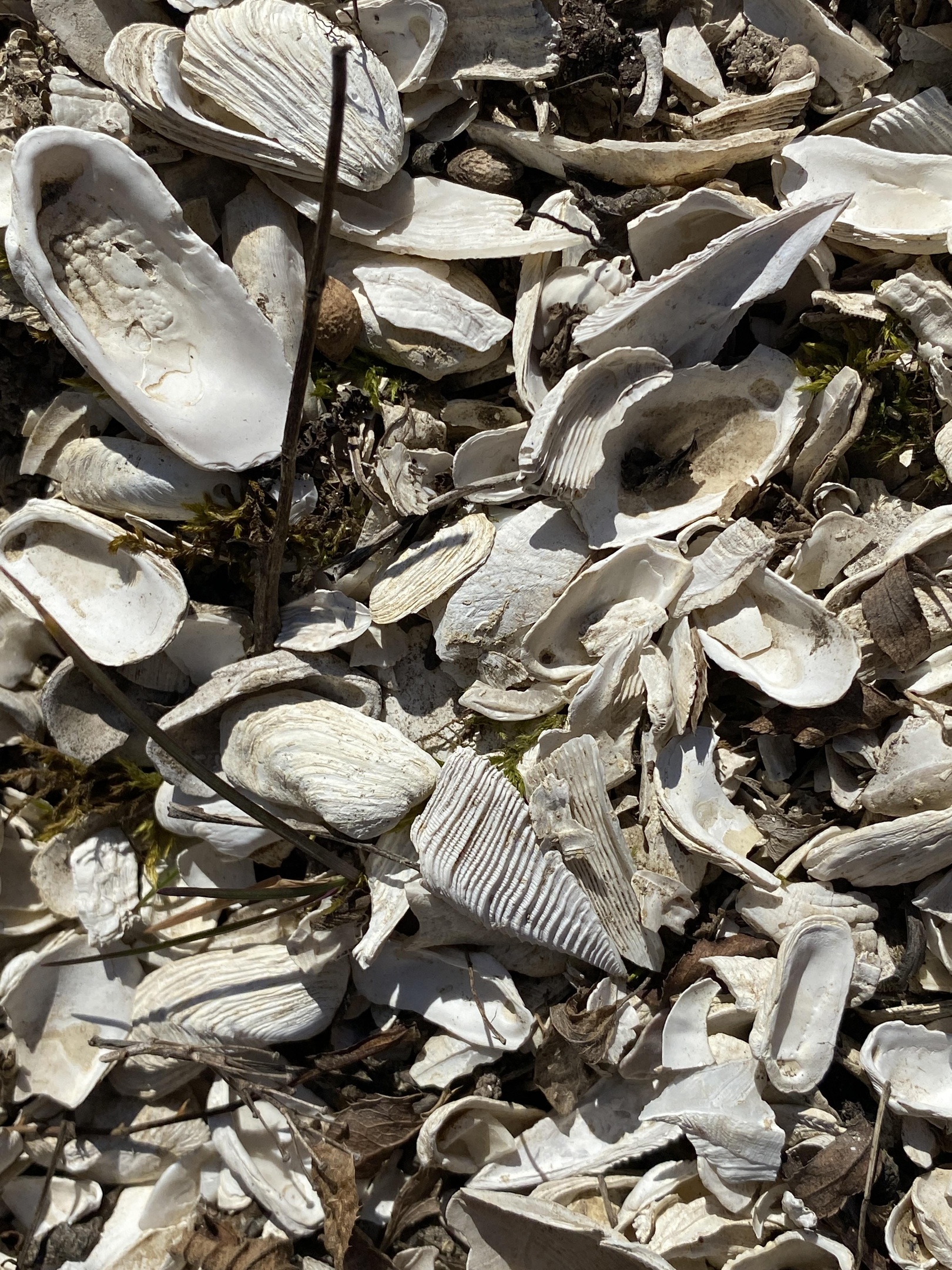 Stenhällen med böljeslagsmärken.