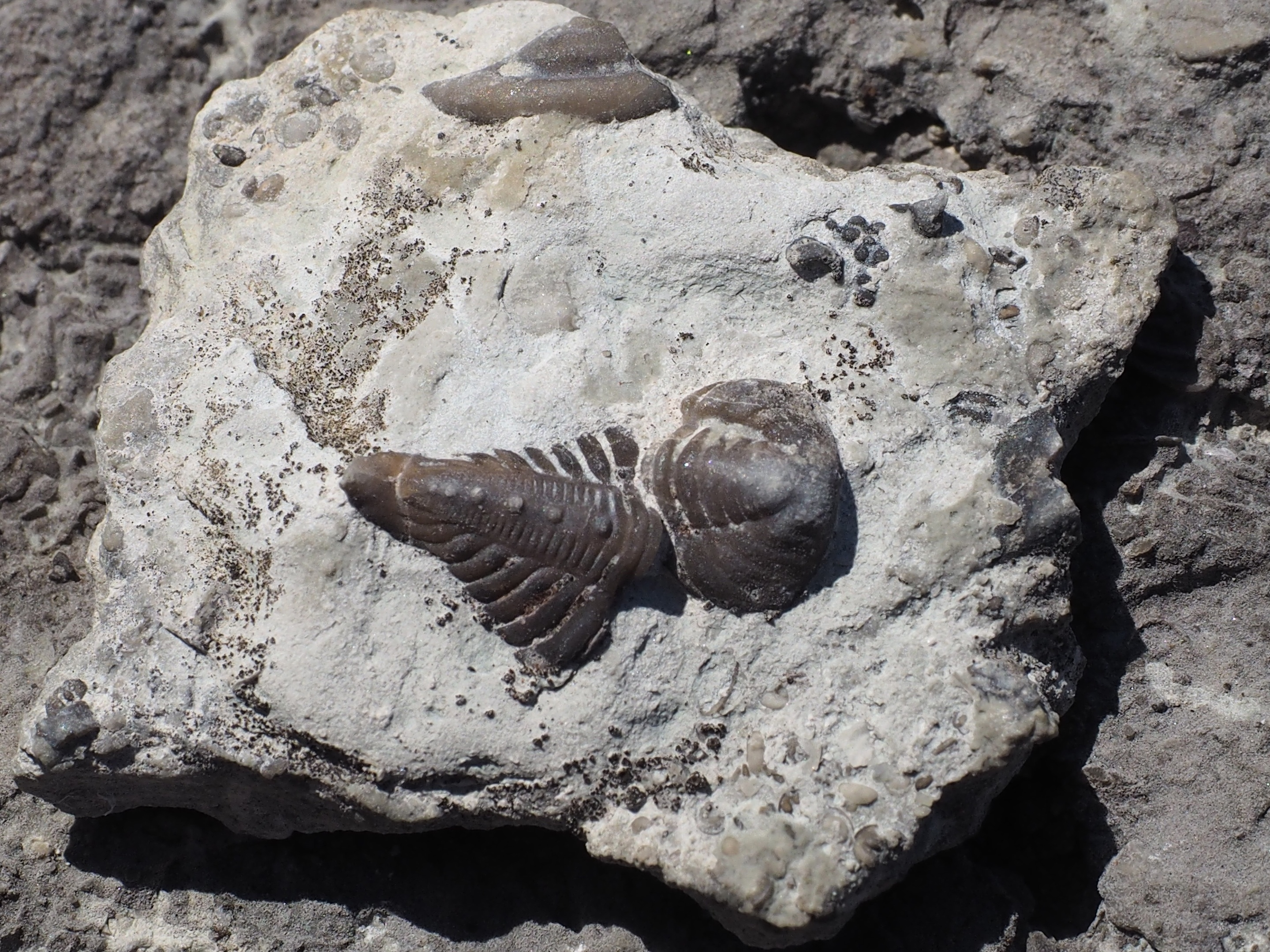 Stenhällen med böljeslagsmärken.